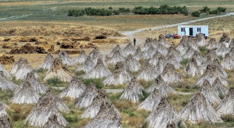 Akşehir Gölü'nde kesilen kamışlar Avrupa'ya ihraç ediliyor