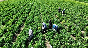 Bafra Ovası'nda kapya biber hasat etkinliği yapıldı