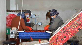 Besni’de salçalık biber sezonu başladı