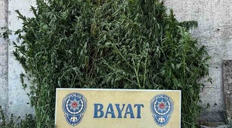 Çorum’da 46 kök Hint keneviri ele geçirildi: 1 tutuklama