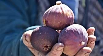 Demirci'de siyah ve sarı incirde hasat mesaisi başladı