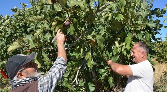 Demirci incirinde hasat mesaisi başladı