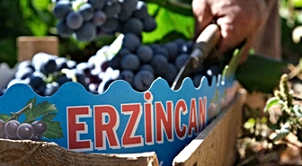 Erzincan’ın siyah incisi Cimin üzümünde hasat zamanı