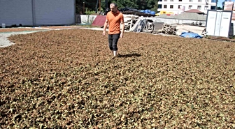 Fındıkta zorlu kurutma mesaisi sürüyor