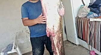 Meriç Nehri’nde 2 metre 45 santimetrelik dev yayın balığı