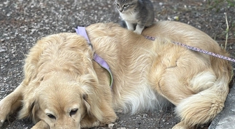 Amasya'da annesinin terk ettiği yavru kediye köpek annelik yapıyor