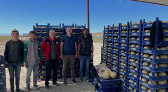 Bor’da domates ve kavun hasadı başladı