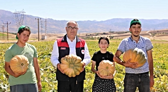 Elazığ’da kabak hasadı başladı: 4 bin tonun üzerinde rekolte bekleniyor