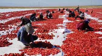 Güneş ve poyrazla kurutulan Niğde domatesi dünya sofralarına ulaşıyor