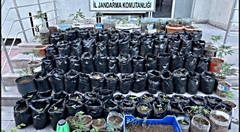 Jandarma saksılarda yetiştirilen 161 kök kenevir bitkisi ile esrar ele geçirdi
