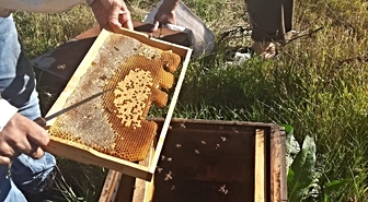 Kars’ta arıcılığa güç, üretime destek: Kovan başına 250 TL’ye kadar destek
