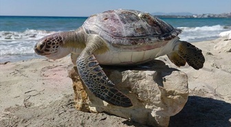 Kuşadası'nda 4 ölü deniz kaplumbağası kıyıya vurdu