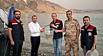 Mardin Ilısu Barajına 1 milyon şabut balığı bırakıldı