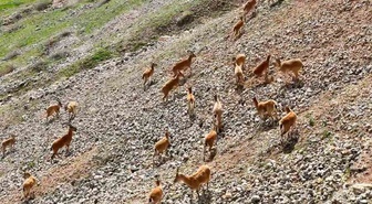 Palu Kalesi’nin eteklerinde dağ keçileri dronla görüntülendi