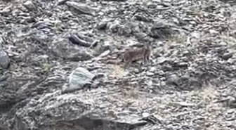Tunceli’de vaşak görüntülendi