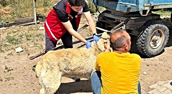 Valilik köpek sahiplerini uyardı: Kayıt yaptırmayana 10 bin, terk edene 108 bin TL ceza