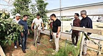 ALKÜ serasında ilk mango hasadı yapıldı