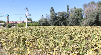 Çorum'da yağlık ayçiçeği hasadında dekarda 350 kilograma kadar verim bekleniyor