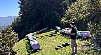Düzce’de arılı kovan tespit çalışmaları sürüyor