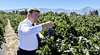 Erzincan Valisi Aydoğdu, Cimin üzümünün hasadına katıldı