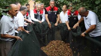 Fındıkta fileli hasat dönemi: Maliyeti yüzde 70 düşürüyor ve kaliteyi artırıyor