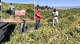 Hatay'daki karpuz tarlasındaki uyarı tabelası hırsızları durdurmaya yetmedi