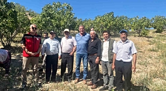 Kaymakam Arıkan, incir hasadına katıldı
