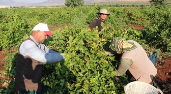 Kilis'in 'horoz karası' üzümünde hasat başladı