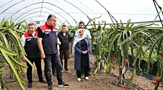 Samsun’da fındığa alternatif ürün: Ejder meyvesi
