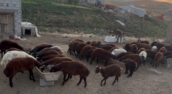 Ağrı’da besicilerde sonbahar hareketliliği