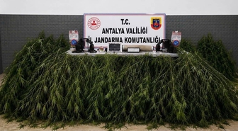 Aksu’da yasadışı kenevir operasyonu