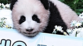 Albüm: Güney Kore'de doğan dev panda yavrusuna Shu Bao adı verildi