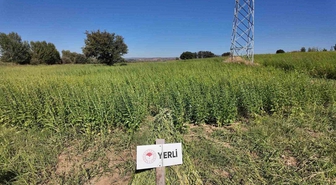 Çanakkale’de 7 yerli ve milli susam çeşidi hasat edildi