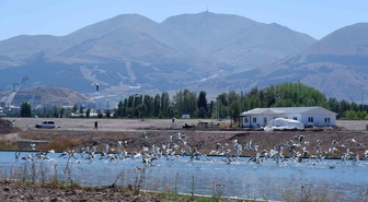 Dalgaların kuşu martılar, denize kıyısı olmayan Erzurum’a misafir oldu