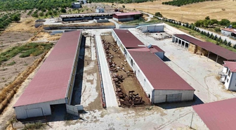 Malatya’dan Türkiye’ye damızlık düve desteği