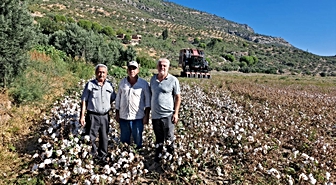 Söke Ovası'nda sezonun ilk pamuğu sembolik fiyatla satıldı