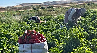 Tarlalardan sofralara acı yolculuk başladı