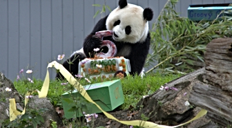 Albüm: ABD'de dev panda Qing Bao beşinci yaş gününü kutladı