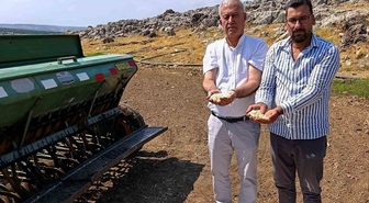 Araban sarımsağında zambak anaç tohum dönemi başlıyor
