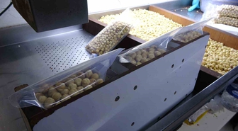 Fındıkta hasat sezonu tamamlandı; kırım, kavurma ve paketleme çalışmaları başladı