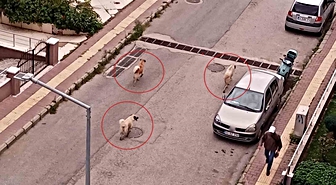 Atakum’da başıboş köpek tedirginliği