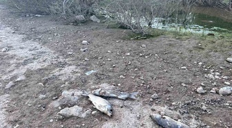 Ayvacık Barajı’nda toplu balık ölümleri