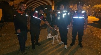 Bilecik'te kaybolan büyükbaş hayvan yeni doğan buzağı ile bulundu