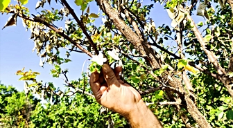 Malatya'da hasat edilen kayısı ağacı yeniden çiçek açtı