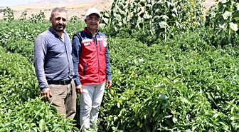 Siirt'te çiftçiler devletin fide desteğiyle tarımsal üretime katkı sunuyor