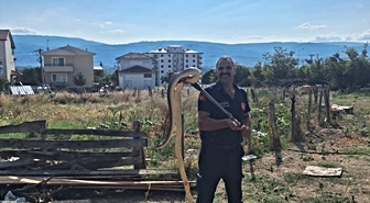 Tokat'ta ahıra giren yılan itfaiye ekiplerince yakalanarak doğaya salındı