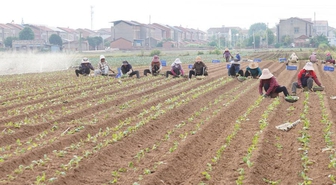 Albüm: Çin'in Jiayu ilçesinde sebze üretimi ilk 6 ayda 864.000 tonu aştı