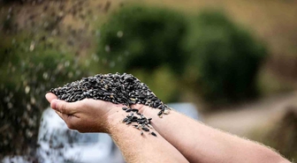Çayırlı’da 'doğanın sarı gelini' ayçiçeğinde hasat başladı
