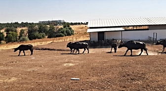 Diyarbakır'da İtalyan mandalarıyla genetik ıslah çalışması yürütülüyor