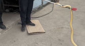Dükkana giren yılan paniğe sebep oldu